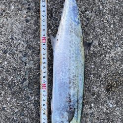 痛恨のバラシが二本