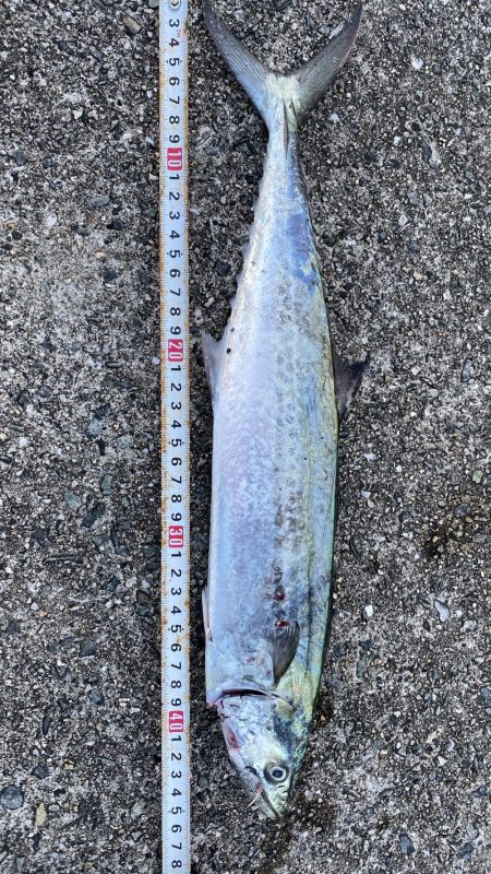 痛恨のバラシが二本