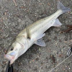 メタルジグにシーバス