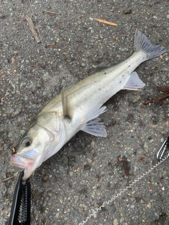 メタルジグにシーバス