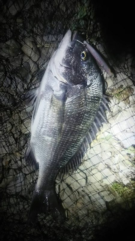 シーバス狙いの外道のチヌ