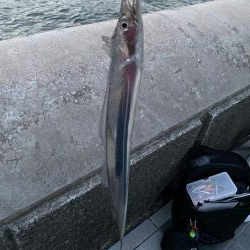 初太刀魚釣り！