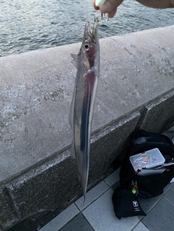 初太刀魚釣り！