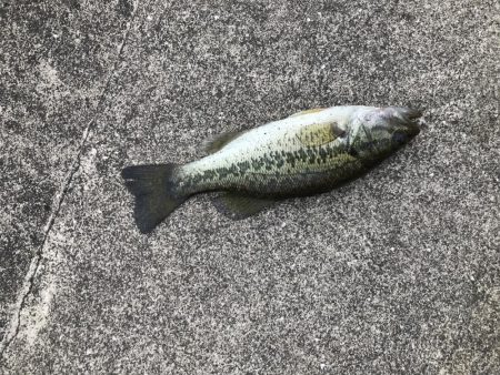 竿が折れた釣行