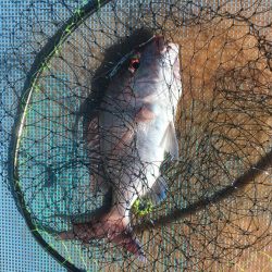 浅川湾でマダイ