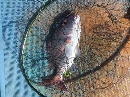 浅川湾でマダイ