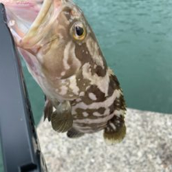 クエの赤ちゃん!?