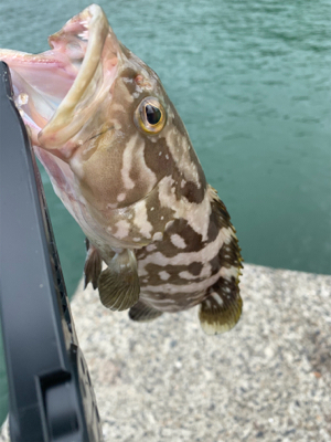 クエの赤ちゃん!?