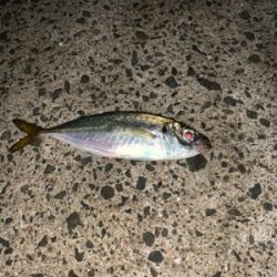 アジング始めました! こりゃおもろいわ!