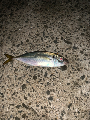 アジング始めました! こりゃおもろいわ!