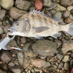 ショアジギングで、まさかの本チヌ釣れました！！