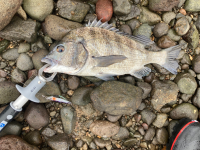 ショアジギングで、まさかの本チヌ釣れました…