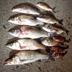 数釣りが楽しめた プチ爆釣?