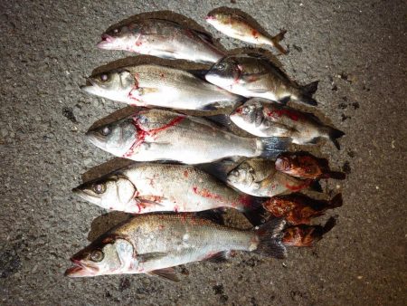 数釣りが楽しめた プチ爆釣?