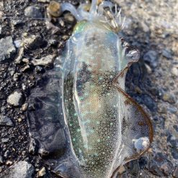 アオリイカ新子