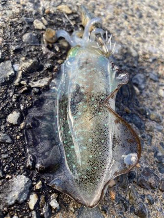 アオリイカ新子