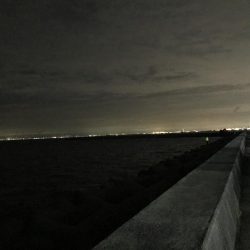 タチウオの反応なし