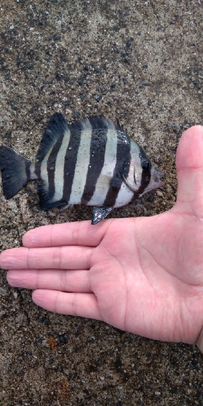 仕事の合間に、100均釣行