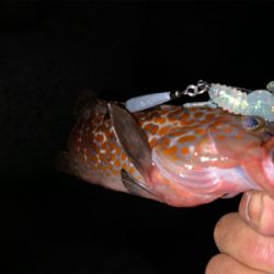 小さいけど初アコウ！