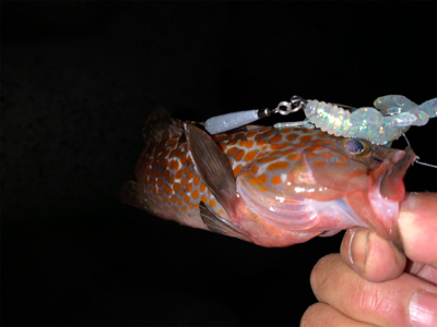 小さいけど初アコウ！