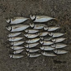 アジは好調エイ地獄