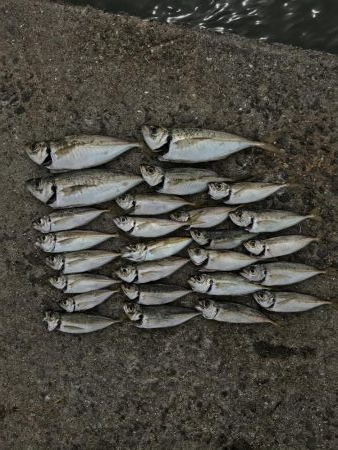 アジは好調エイ地獄