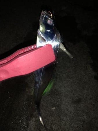 やっぱりいました。