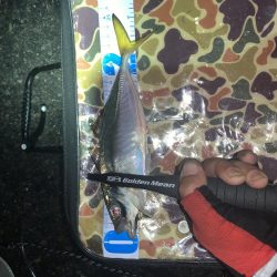 アジ渋いっす(汗)