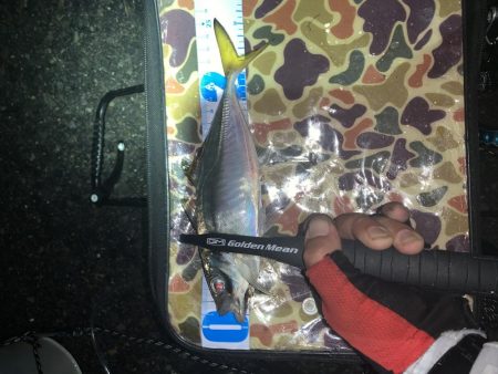 アジ渋いっす(汗)