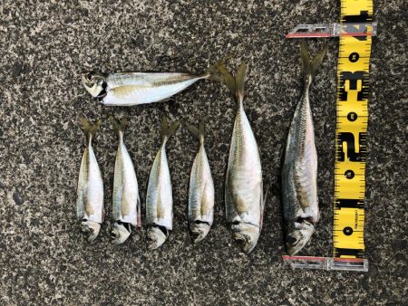 カマスはどこへ？