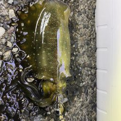 アオリイカ新子