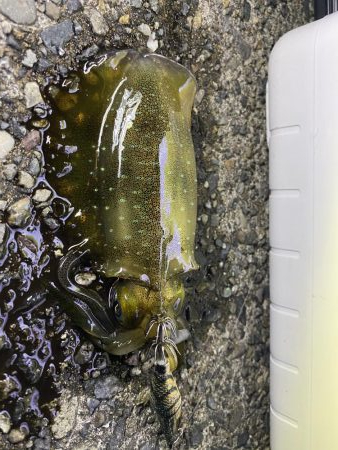 アオリイカ新子