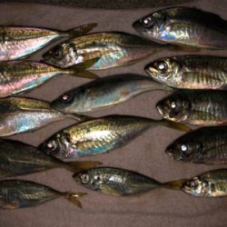 ☆尺アジ狙い☆