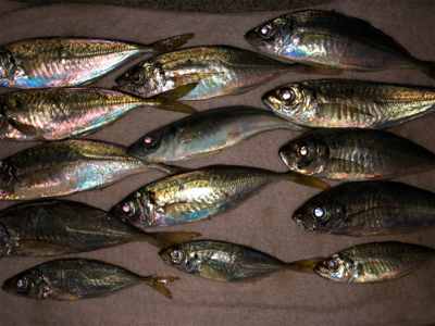 ☆尺アジ狙い☆