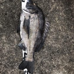 イチノ兄弟、釣果!