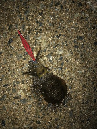 エギングと穴釣り