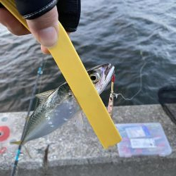 湾奥タチウオ調査