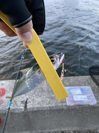 湾奥タチウオ調査