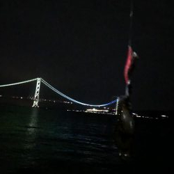 今年の初アオリ