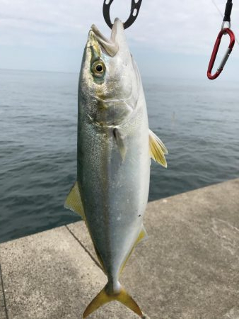 太刀魚からの青物狙い