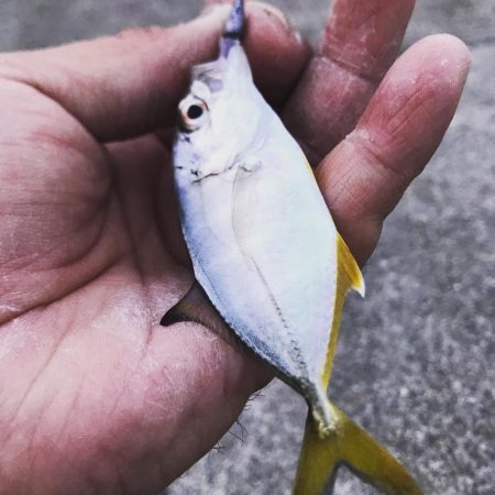 そろそろメッキだよ