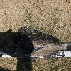 イチノ兄弟、釣果!