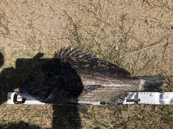 イチノ兄弟、釣果!