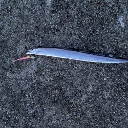 連続釣行じあいが短い！