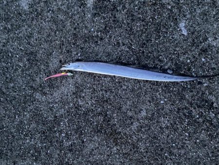 連続釣行じあいが短い！