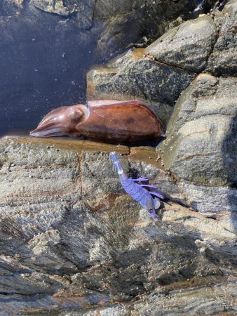 新子のこうちゃん