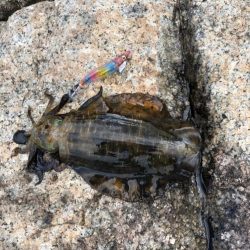 フラッシュ効果発動⁉…