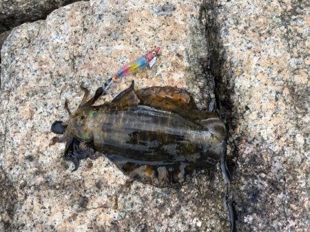 フラッシュ効果発動⁉…