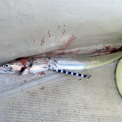 太刀魚まあまあハマチ何処へ