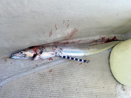 太刀魚まあまあハマチ何処へ